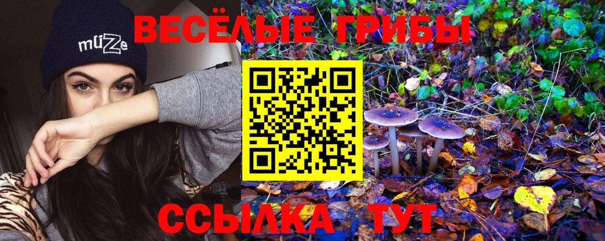 Галлюциногенные грибы Magic Shrooms  Вход с VPN  Тверь  Псилоцибиновые грибы Psilocybine cubensis 